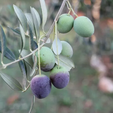 Cozyplace Apartament *