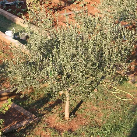 Lägenhet Cozyplace Zadar