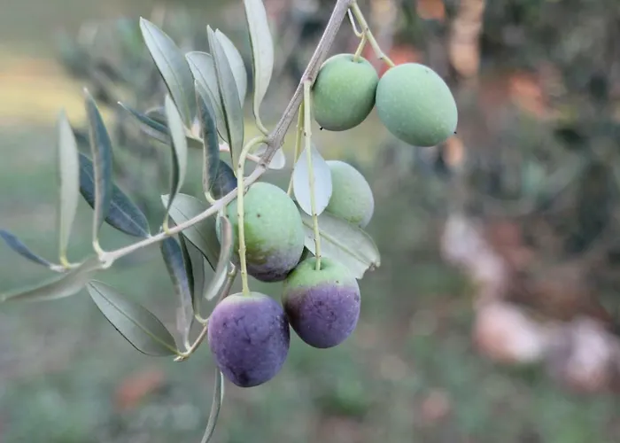 Cozyplace Appartamento *